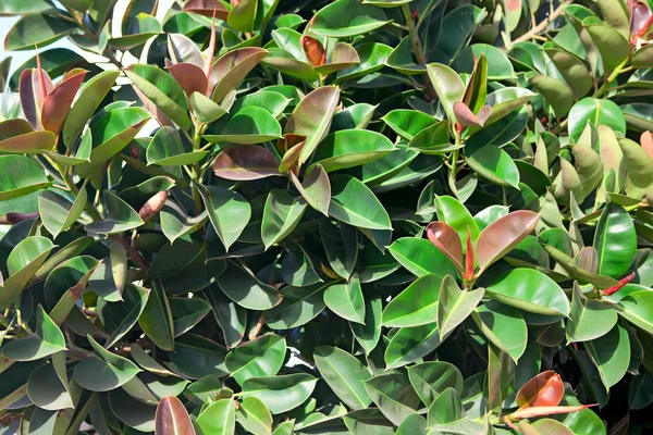 무화과나무 elastica — 스톡 사진