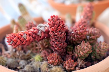 Haworthia