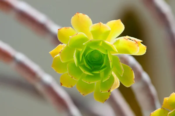 Aeonium arboreum — стокове фото