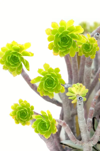 Pěbnišník Aeonium arboreum — Stock fotografie