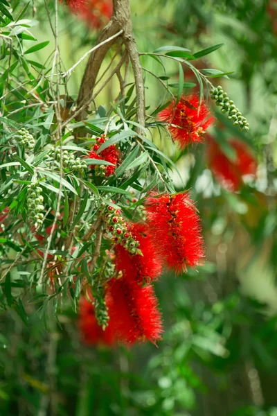 Flores vermelhas de gargalo. Callistemão — Fotografia de Stock