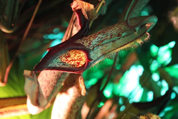 Nepenthe pianta carnivora tropicale — Foto Stock