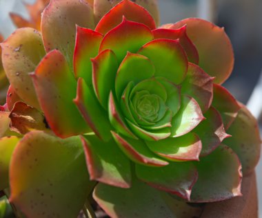 Aeonium