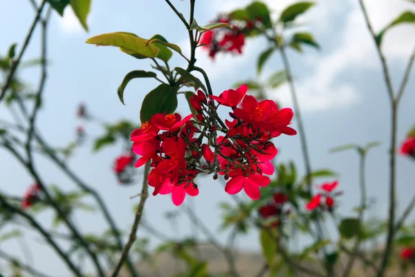 Flores vermelhas de Jatropha integerrima — Fotografia de Stock