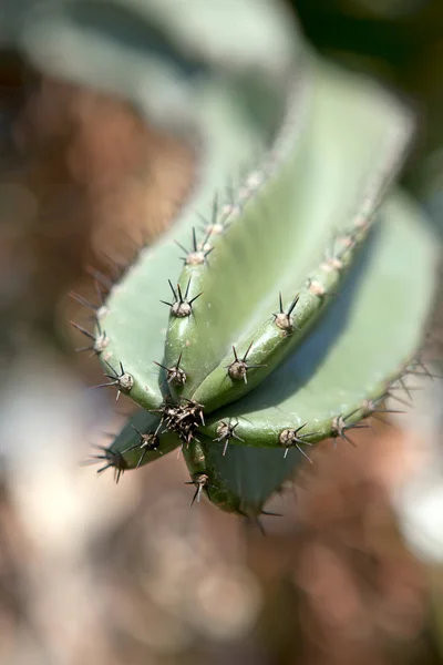 Kaktus. närbild — Stockfoto