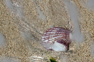 akan suyun altında deniz cockleshell