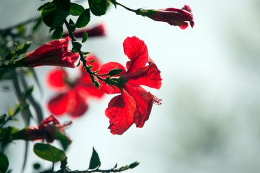 hibiscus çiçeği