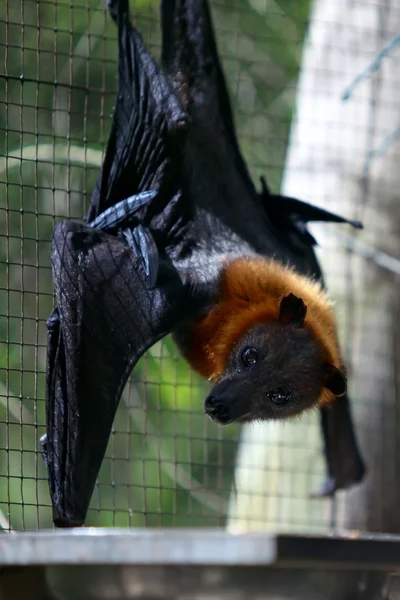 Pipistrello della frutta - volpe volante — Foto Stock