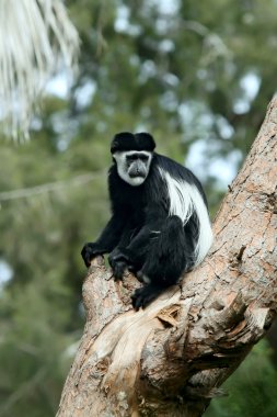 Gibbon