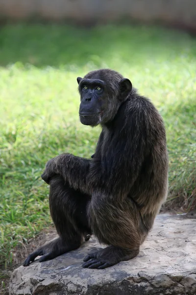 Szympans (Pan troglodytes) — Zdjęcie stockowe