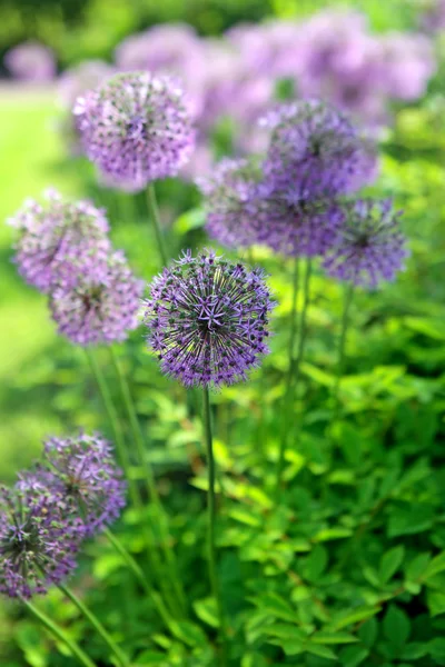 Reus UI (Allium Giganteum) — Stockfoto