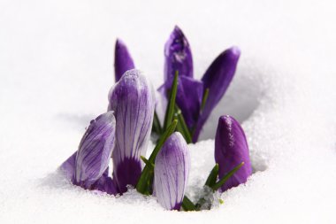 Crocuses in winter clipart