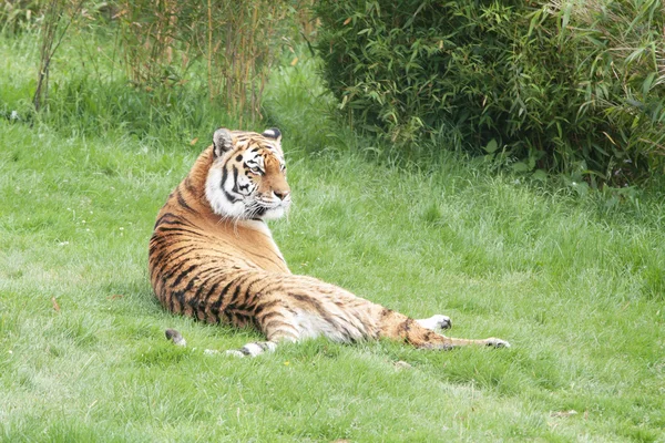 Амурский или Сибирский тигр — стоковое фото