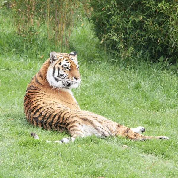 Сибирский или амурский тигр — стоковое фото