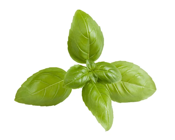 stock image Fresh basil sprig isolated on white