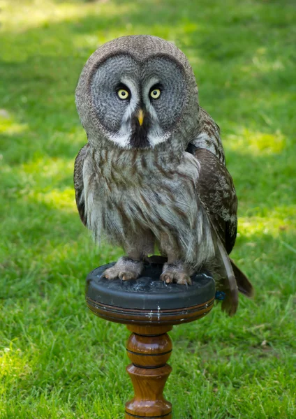 Looking owl — Stock Photo, Image