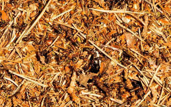 개미 언덕 — 스톡 사진