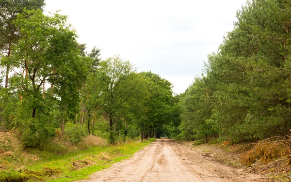 stock image Sand path