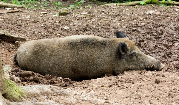 Sleeping wild pig — Stock Photo, Image