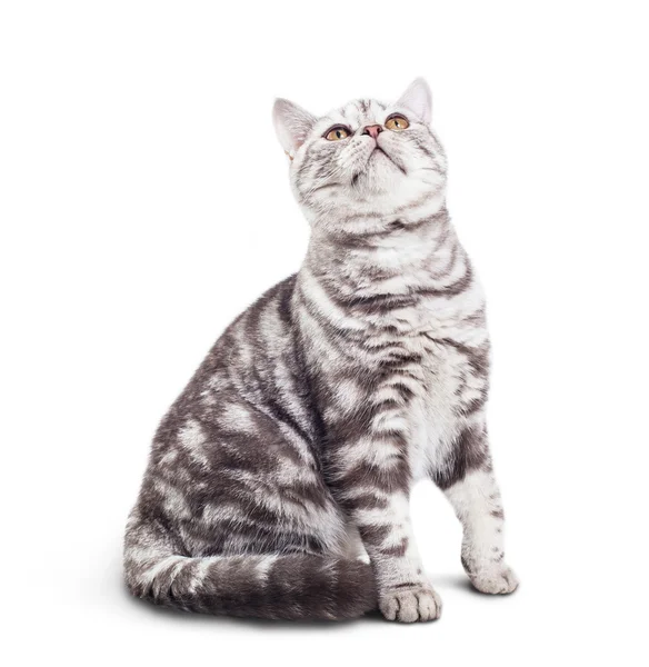 Шотландская короткошерстная кошка сидит на белом фоне — стоковое фото