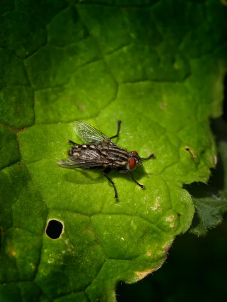 Fly on green — Stock Photo, Image