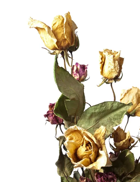 stock image Wilted roses