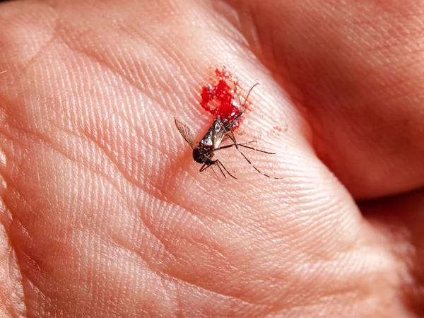 Maledetta zanzara — Foto Stock