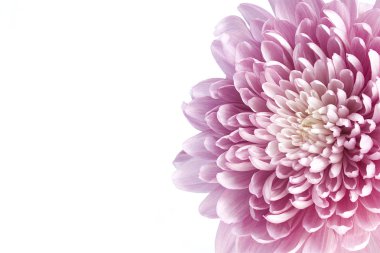 Mor aster çiçek yakın görüntü arka plan olarak kullanılabilir