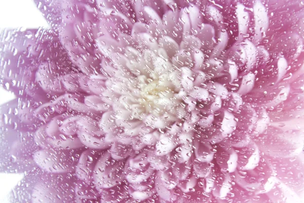 Flor de aster púrpura imagen de cerca se puede utilizar como fondo — Foto de Stock