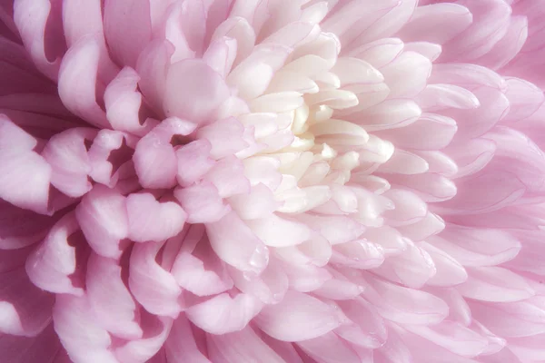 Λουλούδι μωβ aster στενή επάνω εικόνα μπορεί να χρησιμοποιηθεί ως φόντο — Φωτογραφία Αρχείου