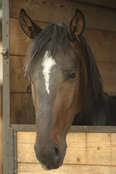 stock image Horse Portrait