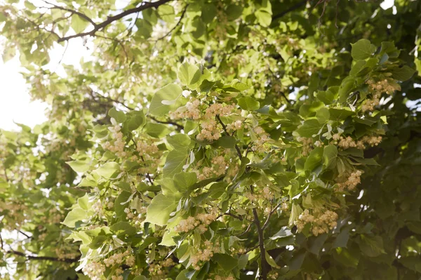 Linden kukkii — kuvapankkivalokuva
