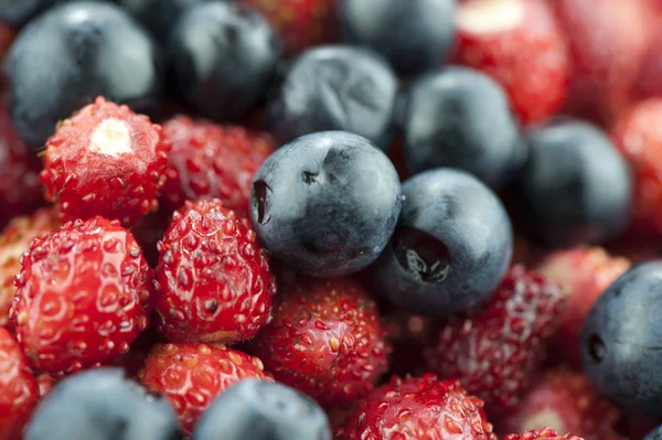 Stock image Wild berries