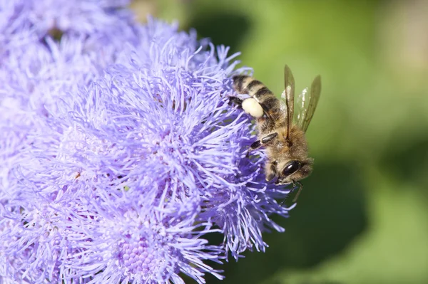 stock image Bee on a blue flower