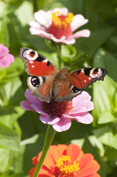 stock image Butterfly on pink flower
