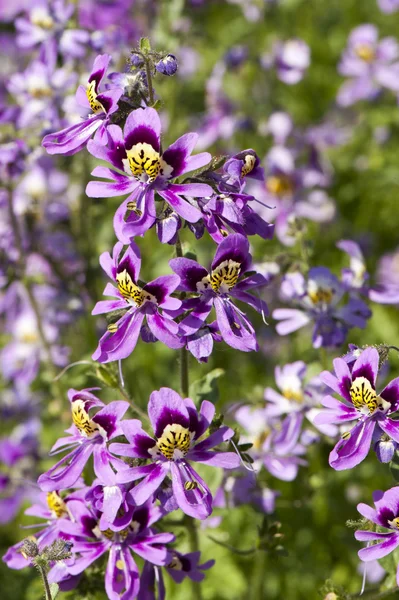 Flores de verano púrpura — Foto de Stock