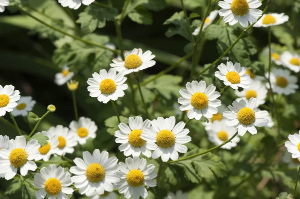 stock image Chamomile