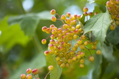 Viburnum opulus