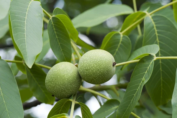 stock image Green walnuts