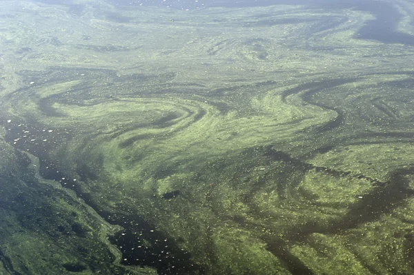 stock image Green algae