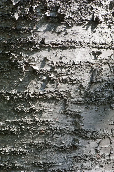 樹皮から背景 — ストック写真
