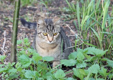 cat's ağızlık.