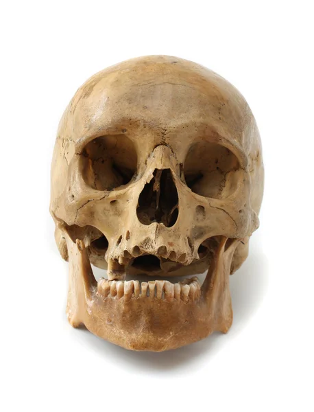 Human skull. Royalty Free Stock Images