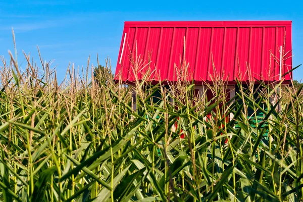 Techo rojo en un campo de maíz Imágenes de stock libres de derechos