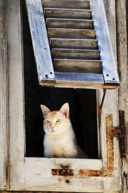 meraklı kedi