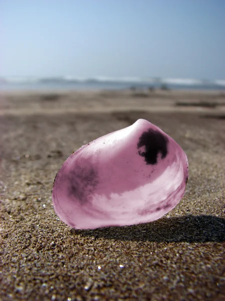 Rózsaszín shell — Stock Fotó