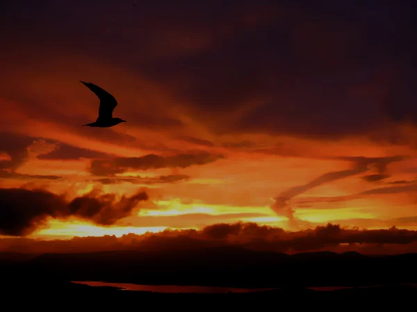 Einsamer Flug bei Sonnenuntergang — Stockfoto