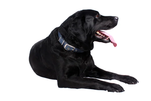 Black Labrador Dog — Stock Photo, Image