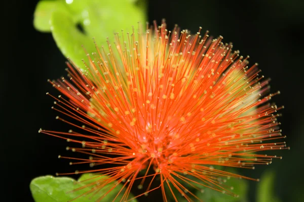 Bunga tropis — Stok Foto