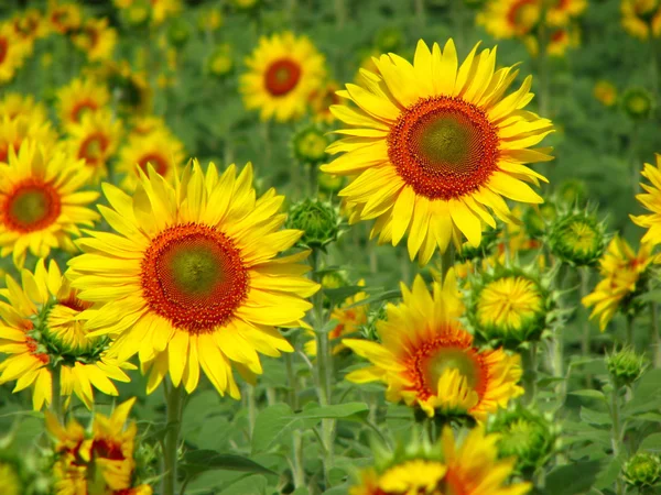 stock image Bright Sunflowers